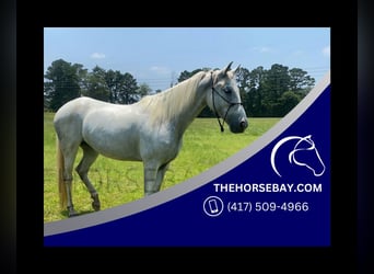 Tennessee Walking Horse, Stute, 7 Jahre, 157 cm, Schimmel