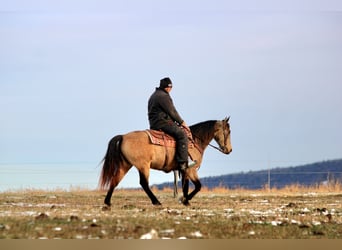 Tennessee Walking Horse, Stute, 7 Jahre