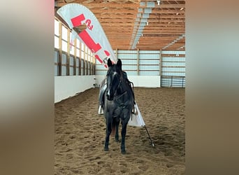 Tennessee Walking Horse, Stute, 8 Jahre, 150 cm, Roan-Blue