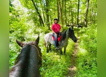 Tennessee Walking Horse, Stute, 8 Jahre, 150 cm, Roan-Blue