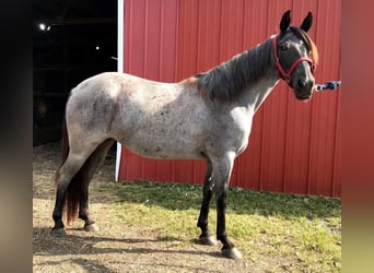 Tennessee Walking Horse, Stute, 8 Jahre, 150 cm, Roan-Blue