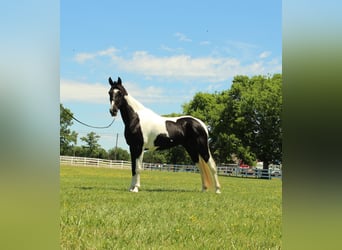 Tennessee Walking Horse, Stute, 8 Jahre, 152 cm, Tobiano-alle-Farben