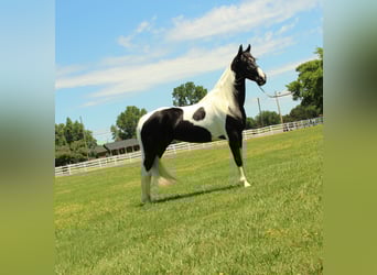 Tennessee Walking Horse, Stute, 8 Jahre, 152 cm, Tobiano-alle-Farben
