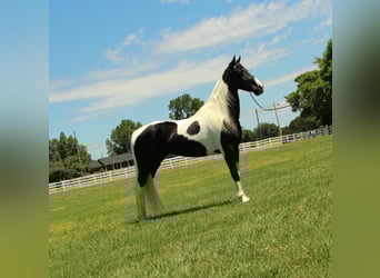 Tennessee Walking Horse, Stute, 8 Jahre, 152 cm, Tobiano-alle-Farben