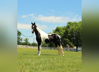 Tennessee Walking Horse, Stute, 8 Jahre, 155 cm, Tobiano-alle-Farben