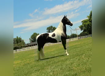 Tennessee Walking Horse, Stute, 8 Jahre, 155 cm, Tobiano-alle-Farben