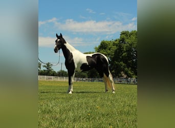 Tennessee Walking Horse, Stute, 8 Jahre, 155 cm, Tobiano-alle-Farben