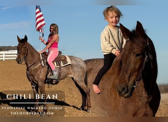 Tennessee Walking Horse, Stute, 8 Jahre, 163 cm, Roan-Red