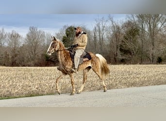 Tennessee Walking Horse, Stute, 9 Jahre, 152 cm, Apfelschimmel