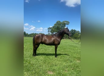Tennessee Walking Horse, Valack, 10 år, 150 cm, Svart