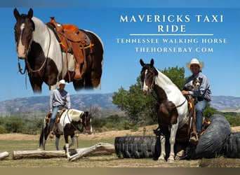 Tennessee Walking Horse, Valack, 10 år, 150 cm, Tobiano-skäck-alla-färger