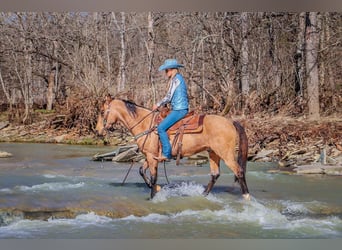 Tennessee Walking Horse, Valack, 10 år, 152 cm, Gulbrun