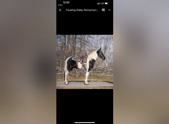 Tennessee Walking Horse, Valack, 10 år, 157 cm, Tobiano-skäck-alla-färger
