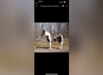 Tennessee Walking Horse, Valack, 10 år, 157 cm, Tobiano-skäck-alla-färger