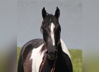Tennessee Walking Horse, Valack, 10 år, 163 cm, Tovero-skäck-alla-färger