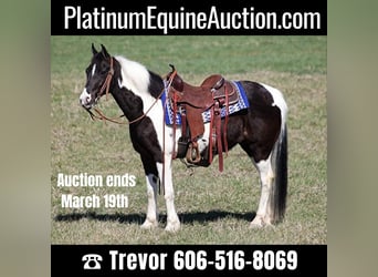 Tennessee Walking Horse, Valack, 10 år, Tobiano-skäck-alla-färger