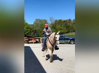 Tennessee Walking Horse, Valack, 11 år, 152 cm, Palomino