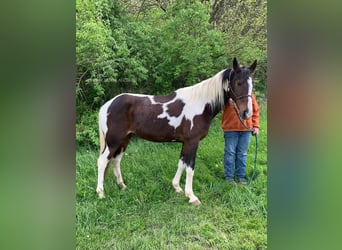 Tennessee Walking Horse, Valack, 12 år, 122 cm, Svart