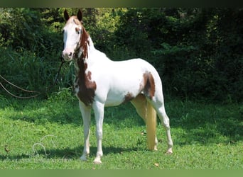 Tennessee Walking Horse, Valack, 12 år, 142 cm, Tobiano-skäck-alla-färger