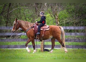 Tennessee Walking Horse, Valack, 12 år, 152 cm, Braunfalbschimmel
