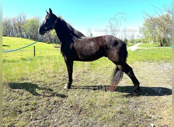 Tennessee Walking Horse, Valack, 12 år, 152 cm, Svart