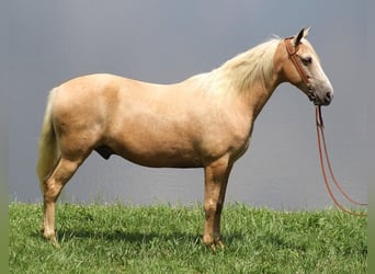 Tennessee Walking Horse, Valack, 12 år, 157 cm, Palomino