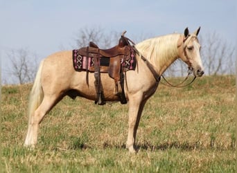 Tennessee Walking Horse, Valack, 12 år, 157 cm, Palomino