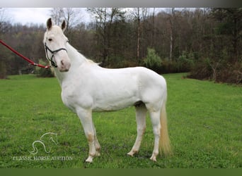Tennessee Walking Horse, Valack, 13 år, 142 cm, Vit