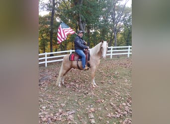 Tennessee Walking Horse, Valack, 13 år, 152 cm, Palomino