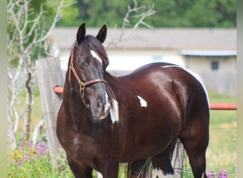 Tennessee Walking Horse, Valack, 13 år, 152 cm, Tobiano-skäck-alla-färger