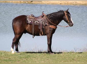 Tennessee Walking Horse, Valack, 13 år, Svart