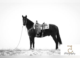 Tennessee Walking Horse, Valack, 14 år, 155 cm, Svart