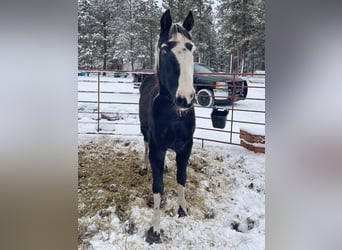 Tennessee Walking Horse, Valack, 14 år, 155 cm, Tobiano-skäck-alla-färger
