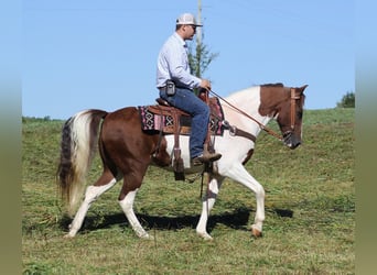 Tennessee Walking Horse, Valack, 14 år, Tobiano-skäck-alla-färger