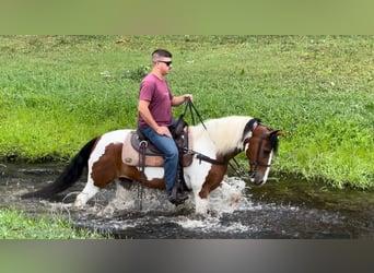 Tennessee Walking Horse, Valack, 15 år, 142 cm, Tobiano-skäck-alla-färger