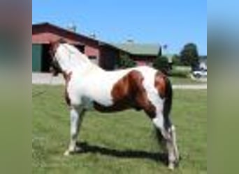 Tennessee Walking Horse, Valack, 15 år, 142 cm, Tobiano-skäck-alla-färger