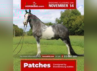Tennessee Walking Horse, Valack, 15 år, 152 cm, Sabino