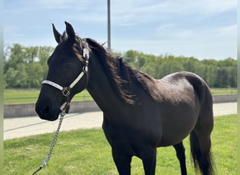 Tennessee Walking Horse, Valack, 15 år, 155 cm, Svart