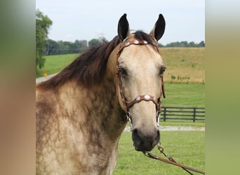 Tennessee Walking Horse, Valack, 16 år, 157 cm, Gulbrun