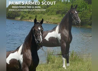 Tennessee Walking Horse, Valack, 2 år, 152 cm, Tobiano-skäck-alla-färger