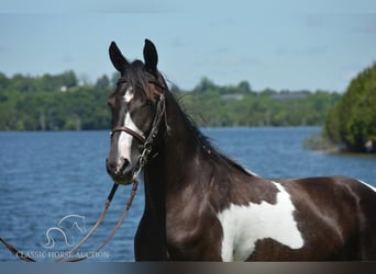 Tennessee Walking Horse, Valack, 2 år, 152 cm, Tobiano-skäck-alla-färger