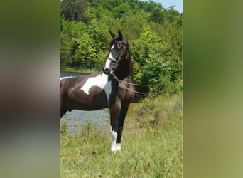 Tennessee Walking Horse, Valack, 2 år, 152 cm, Tobiano-skäck-alla-färger