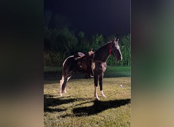 Tennessee Walking Horse, Valack, 2 år, 152 cm, Tobiano-skäck-alla-färger