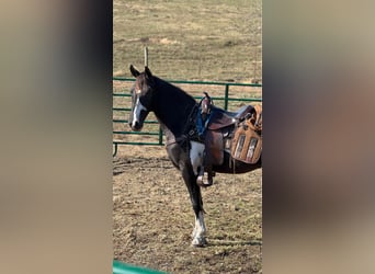 Tennessee Walking Horse, Valack, 2 år, 152 cm, Tobiano-skäck-alla-färger