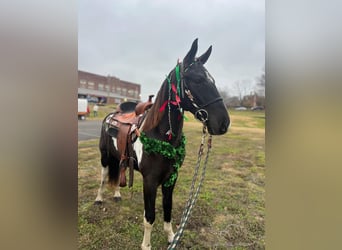 Tennessee Walking Horse, Valack, 2 år, 152 cm, Tobiano-skäck-alla-färger