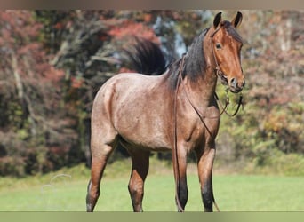 Tennessee Walking Horse, Wallach, 3 Jahre, 142 cm, Rotbrauner