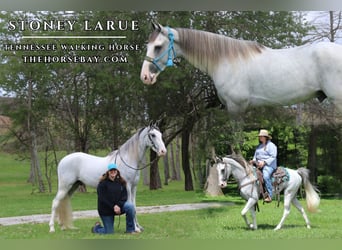 Tennessee Walking Horse, Valack, 3 år, 157 cm, Grå