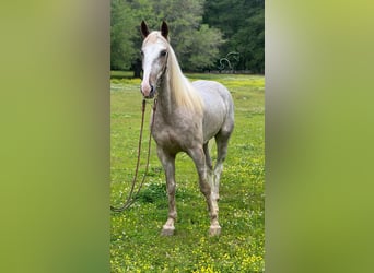 Tennessee Walking Horse, Valack, 4 år, 152 cm, Sabino