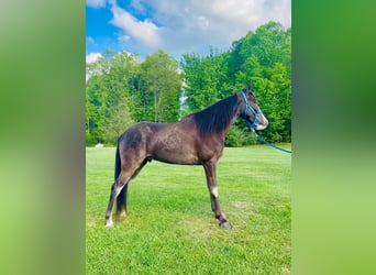 Tennessee Walking Horse, Valack, 4 år, 152 cm, Svart