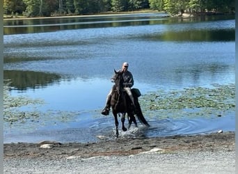 Tennessee Walking Horse, Valack, 4 år, 163 cm, Svart